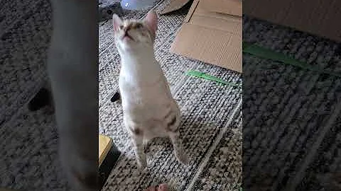 Watch the video about More cat Clicker training. Sit and Paw. Good boy. #bengal #shorts