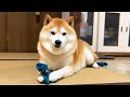 靴下とひきかえに全ての感情を失った柴犬