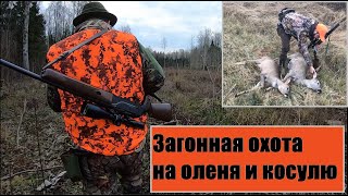 Охота. Загонная охота на оленя и косулю. В гостях круто!