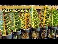 Способы успешного размножения Кротона. Как правильно размножать Кротон.