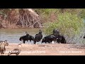 Jote Cabeza Negra y Caranchos