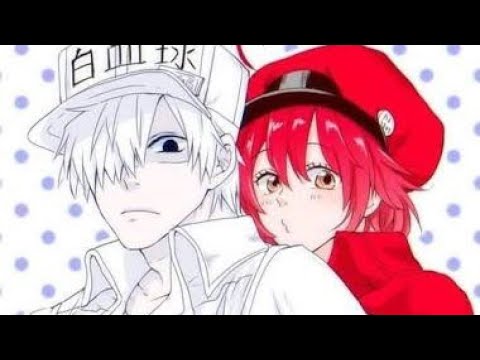 Sensei Anone - Hataraku Saibou Plaquetas song [Fandub Español] 