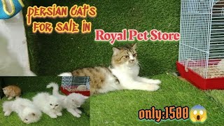 #saste persian cat's for sale in Royal pet store Bathing Grooming also in Vijay Nagar colony Hyd