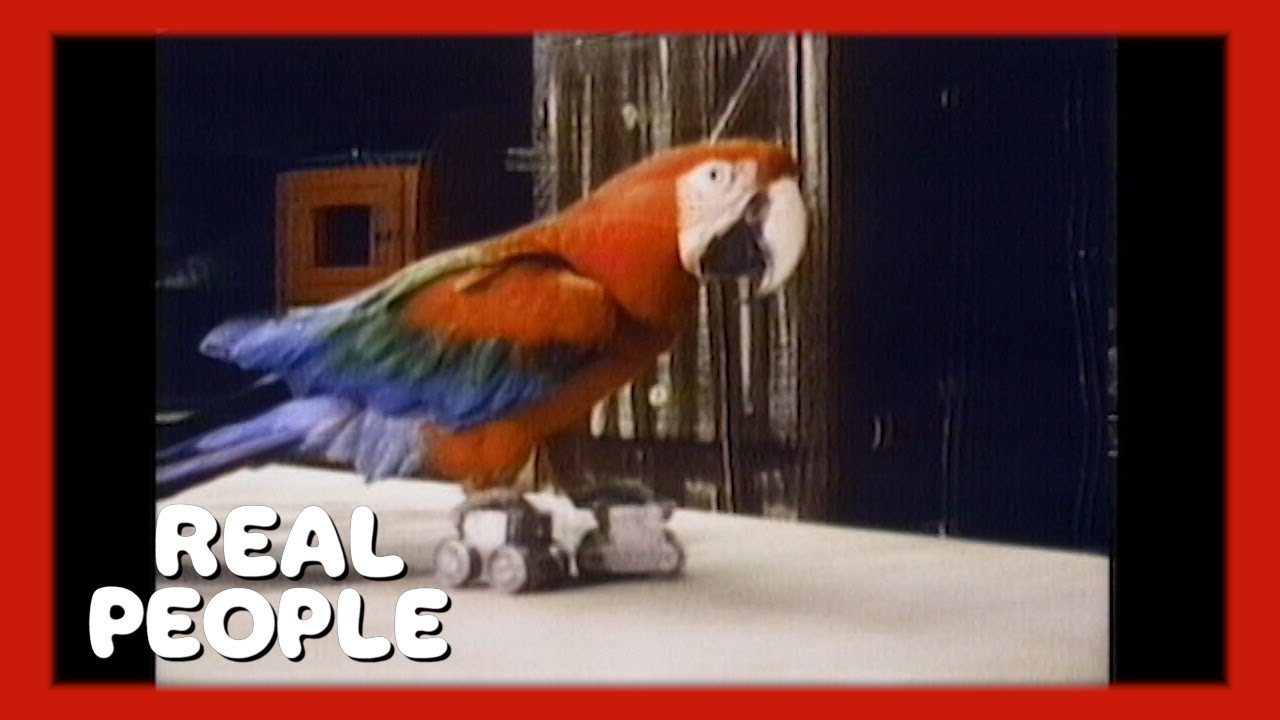 Best of Animal Behavior | Real People | George Schlatter - YouTube