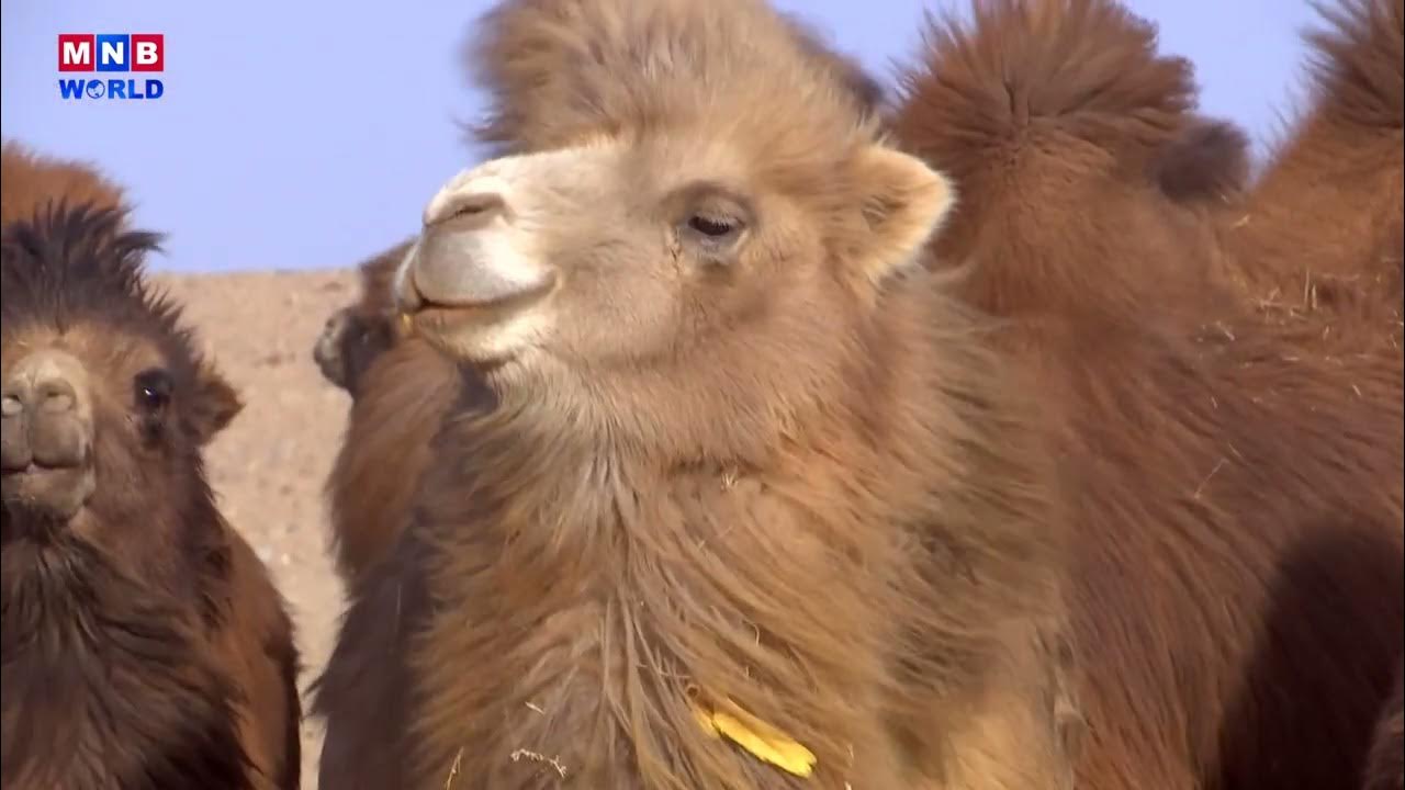 Facts about Mongolia - Bactrian Camels - YouTube