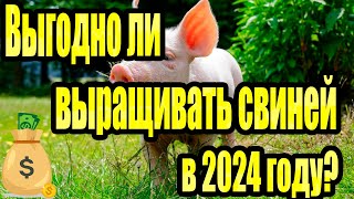 Выгодно ли выращивать свиней в 2024 году? Считаем прибыль!