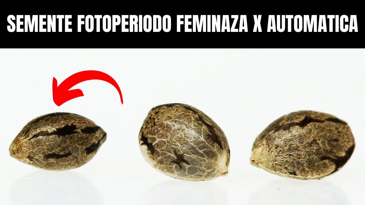 SEMENTES AUTOMATICA X FOTOPERIODO FEMINIZADA QUAL EU RECOMENDO?