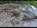 The discovery of a soft turtle of the nile trionyx tri unguis in the gabonese forest