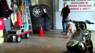 Kimbo the Bandogge bitework 4
