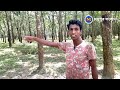 Chandpur Rubber Garden, Madhupur, Tangail || Bangladesh Forestry Development Corporation. Mp3 Song