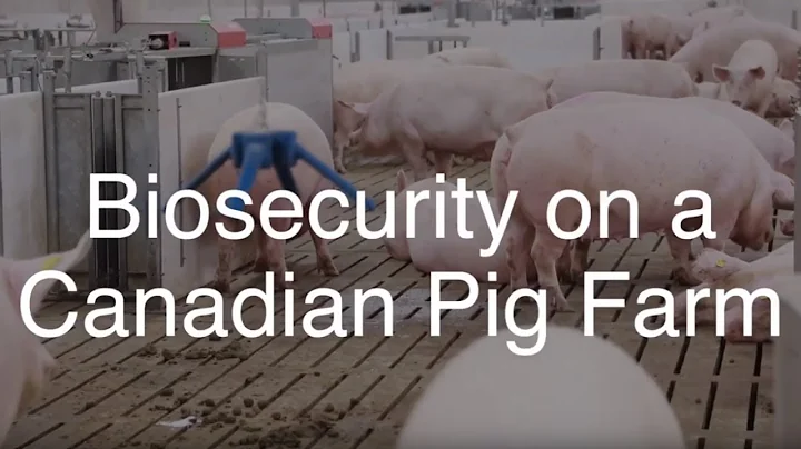 Biosecurity on a Canadian Pig Farm
