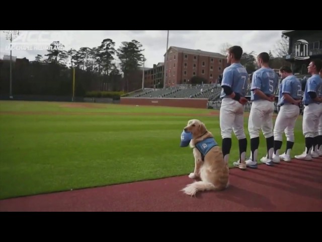 Service dog boosts North Carolina college baseball team