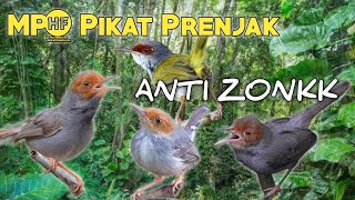 SIAP-SIAP PANEN BURUNG PRENJAK PAKAI SUARA PIKAT INI 💯😱