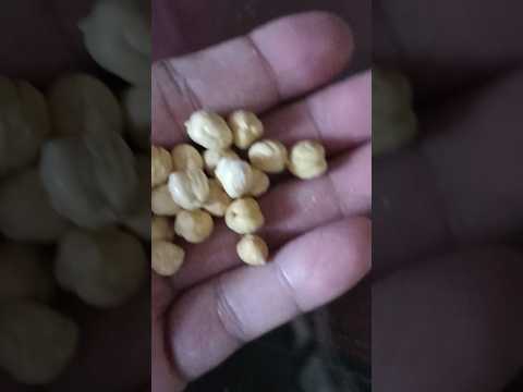 Video: Siapa yang menyebut kacang garbanzo?