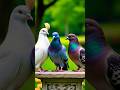 what is the food of pigeon#youtube #ytshorts #birds #viralvideo #trending #pigeonlover #fancypigeon