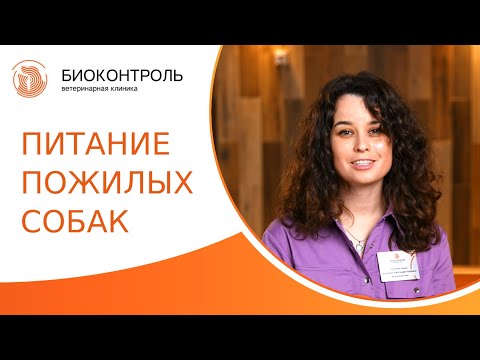 🍖 Питание пожилых собак: какой рацион и какой корм нужен для пожилых собак? Корм для пожилых собак.