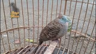 Complete analysis of the Bolosewu turtle dove