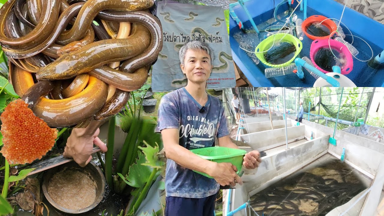 หนุ่มใต้หวัน