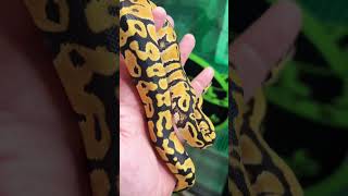 Pastel Double Het. TSK Axanthic Desert Ghost Ball Python
