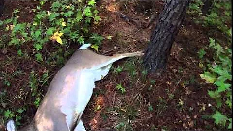 How to Load Deer onto your ATV