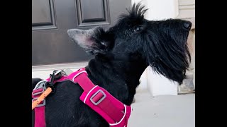 Scottish Terrier dog waiting for owner #dog #animals