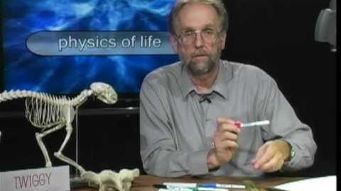 Physics of Life - Cantilevers