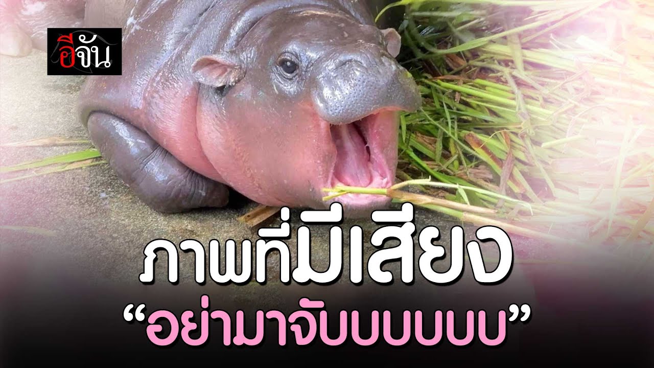 หมูเด้ง ตัวตึง สวนสัตว์เปิดเขาเขียว | อีจัน EJAN