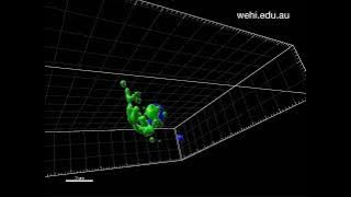 Malaria parasite releasing effector protein