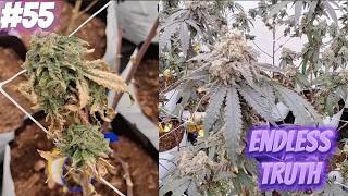 Endless Truth #55 This is a good one - Craft Commercial Cannabis & Home Grow Education Part 1