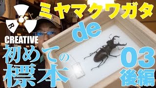 ミヤマクワガタで初めての標本！【03後編】簡単にできる昆虫標本の作り方と失敗しないための桐製標本箱ガラス蓋