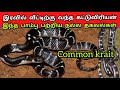 இரவில் வீட்டிற்கு வந்த | கட்டுவிரியன் |பாம்பு common krait இது பற்றிய தகவல்கள் | Snake_Saga