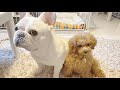 我が家にトイプードルの赤ちゃんがきました【フレンチブルドッグ frenchbulldog】