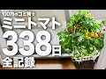 【100均水耕栽培】ゴミ箱でミニトマトを338日育てた結果、とんでもないことになりました。