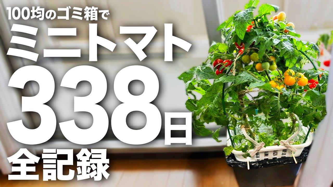 【100均水耕栽培】ゴミ箱でミニトマトを338日育てた結果、とんでもないことになりました。