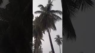 Natural Rain and Natural Rain Sound