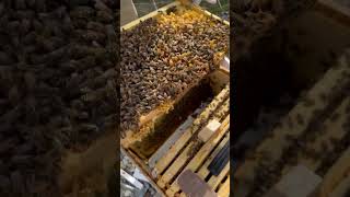 How to Requeen a Defensive Hive: Improving Genetics for Safer Beekeeping