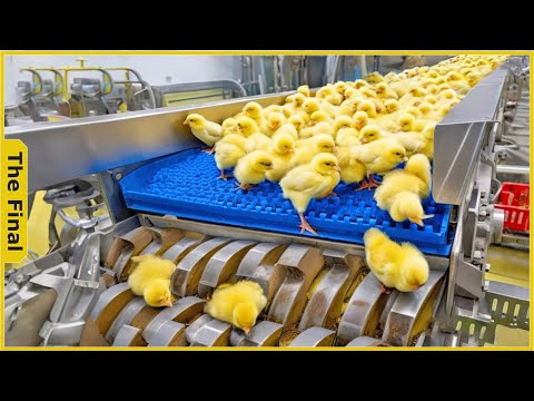 Chicken Egg Incubation