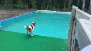 Get get get it! by Pip The Smooth Fox Terrier 17 views 6 years ago 16 seconds