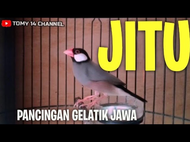 Suara asli burung gelatik Jawa / belong gacor ampuh buat pancingan bunyi class=