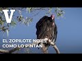 El zopilote no es como lo pintan