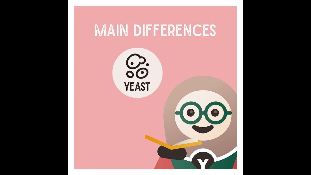 Difference between top and bottom fermented beers YouTube