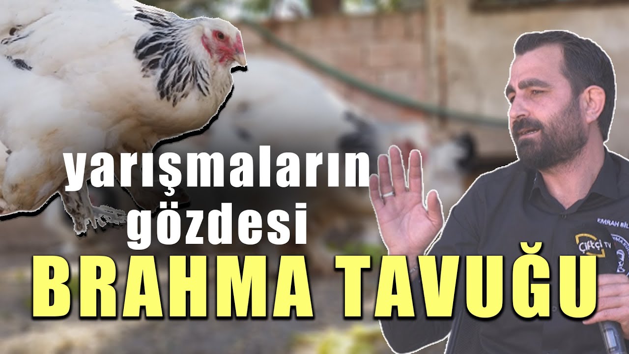 Yarışmaların Gözdesi: BRAHMA TAVUĞU - Süslü