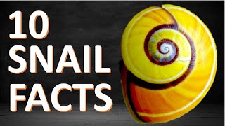 Top 10 SNAIL FACTS - Crazy facts about snails - Snail Teeth - Snail vs Slug - Facts of Snails