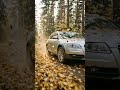 Осенняя прогулка по лесу Audi Allroad C6