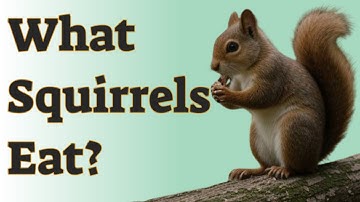 🐾 What Squirrels Eat: Their Diet and What Not to Feed Them