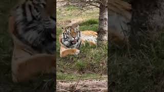 Join Judson and Olivia LIVE with two of our younger rescued tigers!  || The Wildcat Sanctuary