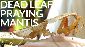 A Master of Disguise? ft. Dead Leaf Praying Mantis