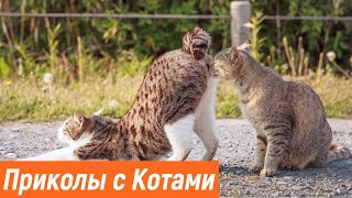 ПРИКОЛЫ С ЖИВОТНЫМИ / Смешные Животные Собаки Кошки Смешные Коты /Приколы с котами Забавные Животные