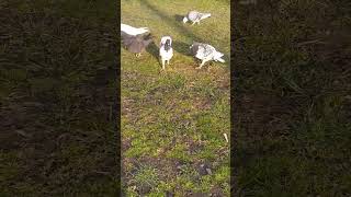 Black Head Pigeonsqara Başlar Uçan Göyərçinlər Nəslinən