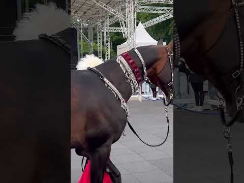 Его зовут Приз.
